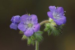 Scorpion Weed  20 x 30  photo on metal7